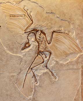 Archaeopteryx ile ilgili görsel sonucu