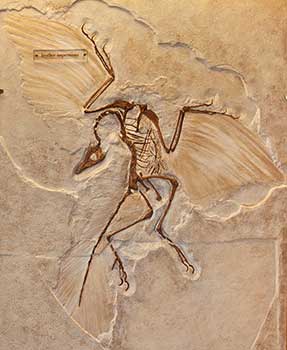 Archaeopteryx