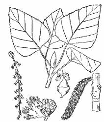 Balsam Poplar