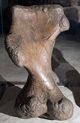 Triceratops Horns