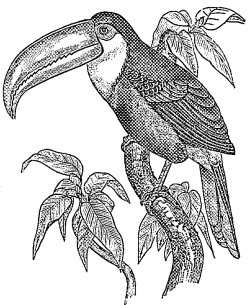 Fig. 18.—Keel-Billed Toucan of Southern Mexico (Rhamphastos carinatus.)