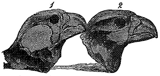 Fig. 25.--"Eagle," from Squier and Davis.