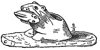Fig. 6.—Otter of Rau; Manatee of Stevens.