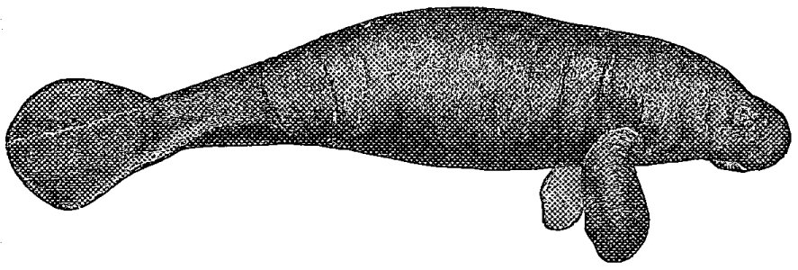 Fig. 10.—Manatee (Manatus Americanus, Cuv.). Side view.