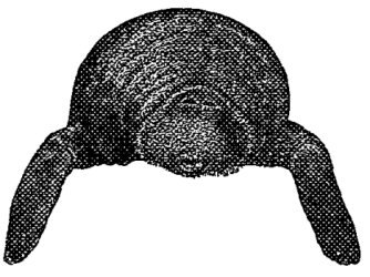 Fig. 11.—Manatee (Manatus Americanus, Cuv.). Front view.