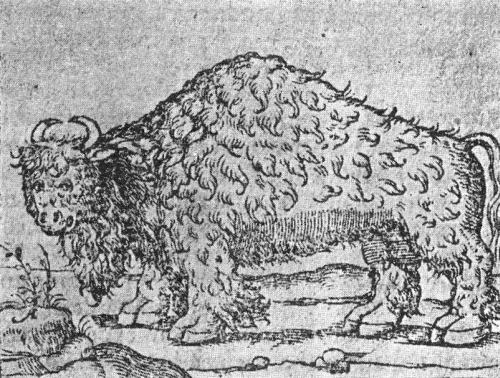 Fig. 1.—The buffalo of Gomara, 1554