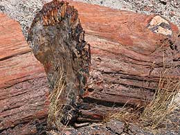Petrofied Wood