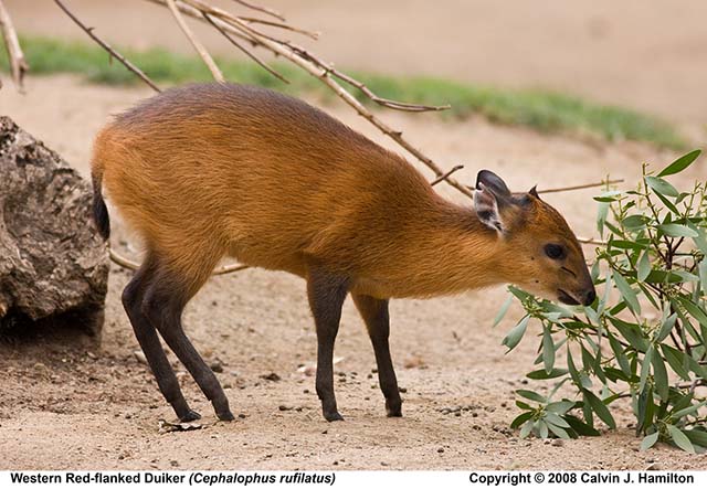 Red-flanked duiker (Cephalophus rufilatus) - Quick facts