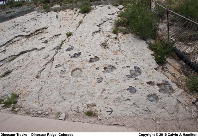 Dinosaur Tracks Dinosuar Ridge, Colorado